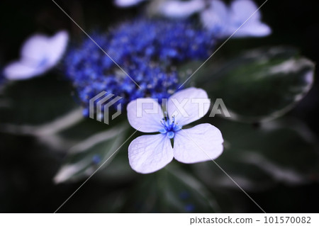 Blue hydrangea 101570082