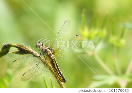 Harassetry fish (female) 101570083