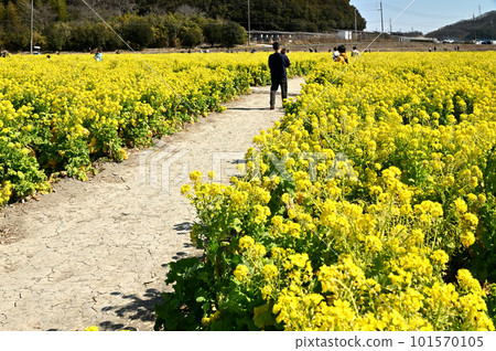 A field of rape blossoms heralding the arrival of spring in the reclaimed land 101570105
