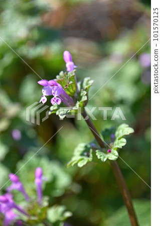 春天田野裡盛開的粉紅色小花，Hotokenoza 101570125