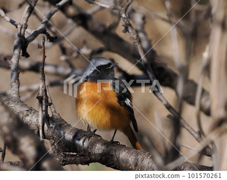 紅尾鴝棲息在樹枝上 101570261