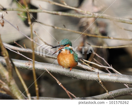 翠鳥棲息在樹枝上 翠鳥棲息在樹枝上 101570262