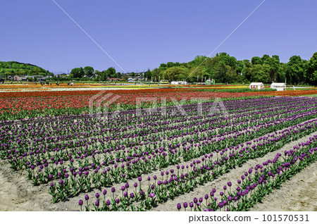 Tokyo Hamura Tulip Square Tulip Festival 101570531