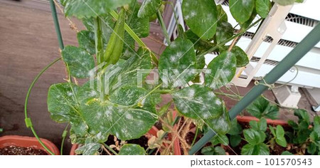Powdery mildew spreading to snack peas 101570543