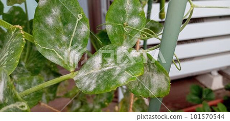 白粉病嚴重的豆葉 白粉病嚴重的豆葉 101570544