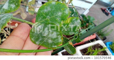 Peas and powdery mildew in the veranda kitchen garden Peas and powdery mildew in the veranda kitchen garden 101570546