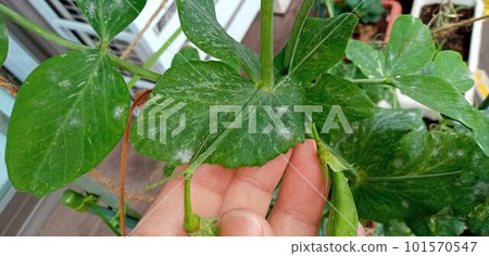 具有白粉病早期症狀的零食豌豆 具有白粉病早期症狀的零食豌豆 101570547