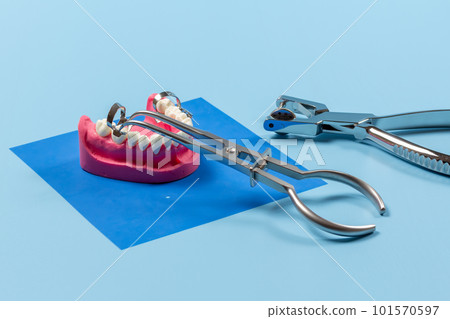 Dental hole punch and the rubber dam forceps with layout of human jaw. 101570597