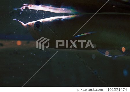 Arowana floating quietly in the dark sea 101571474