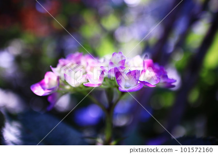 Glittering hydrangea 101572160