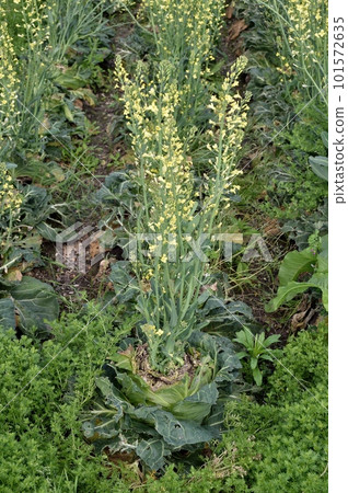 白菜花 101572635