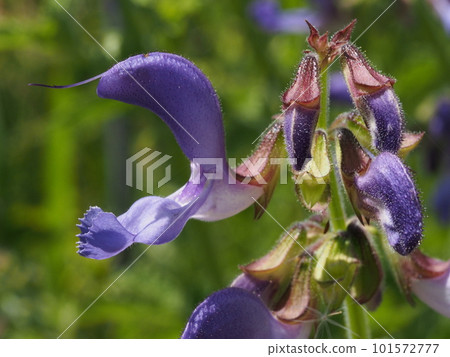 danjin flower danjin flower 101572777