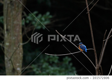A plump kingfisher perching on a branch 101572806