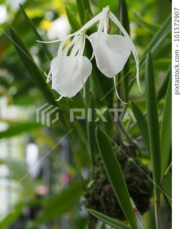 Brassavola nodosa Progenitor of the orchid Brassavola nodosa Progenitor of the orchid 101572907