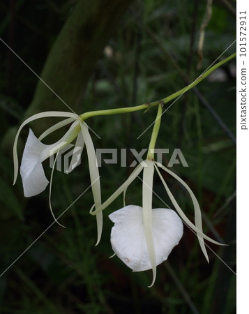 Brassavola nodosa 蘭花的祖先 101572911