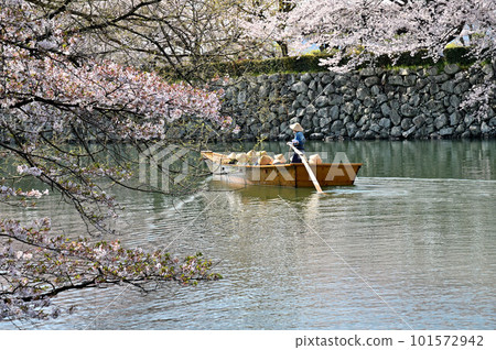 姬路城的水堀（城牆）、櫻花和觀光船 101572942