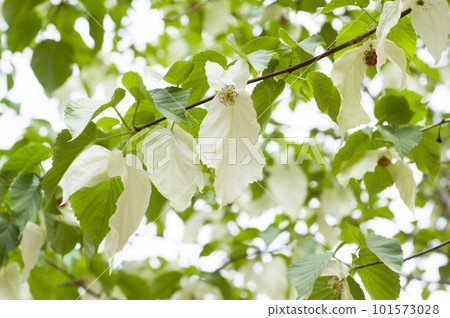 手帕白花 101573028