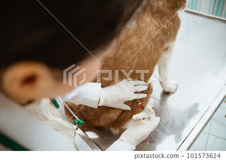 a female vet put the siberian dog on metal table 101573624