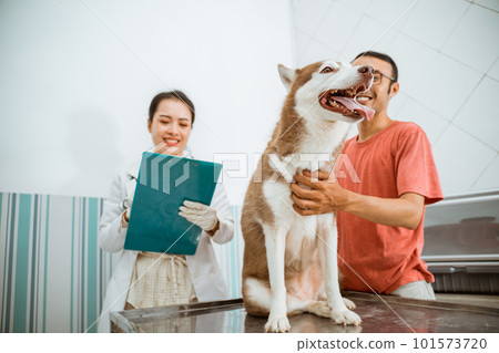 the siberian dog standing on metal table 101573720