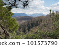 Mountain landscape, mountain pine on the stone with beautiful view on mountain cover with snow. 101573790