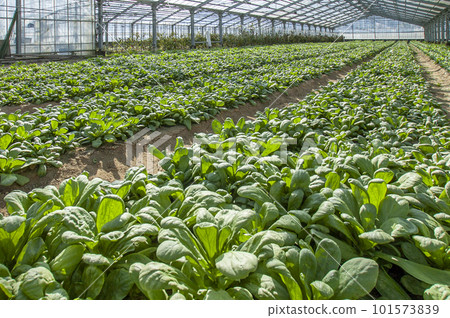 Fresh vegetables grown in greenhouses 101573839
