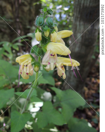 黃花 黃花 101573992