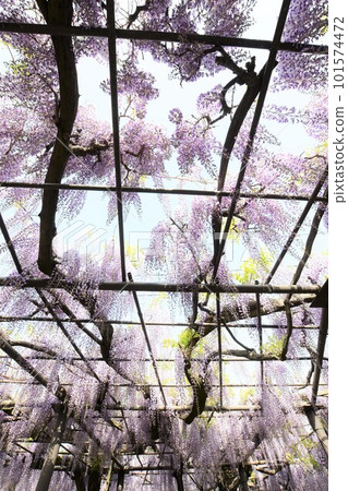 A splendid wisteria tree that is over 300 years old is in full bloom (Takehana Betsuin, Hashima City) 101574472