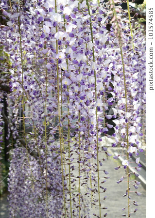 A splendid wisteria tree that is over 300 years old is in full bloom (Takehana Betsuin, Hashima City) 101574585