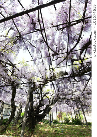 A splendid wisteria tree that is over 300 years old is in full bloom (Takehana Betsuin, Hashima City) 101574619