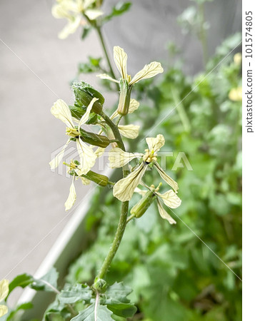 Arugula flowers blooming in a planter 101574805