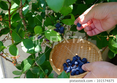 藍莓收穫 藍莓收穫 101574875