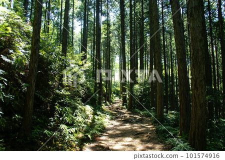 Kumano Kodo · Nakanobe 101574916