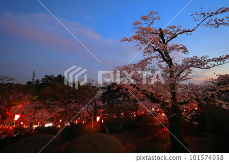 燈籠和櫻花盛開的八幡山公園/栃木縣宇都宮市 101574958