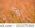Erica Carnea 盛開 101575360