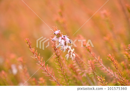Erica Carnea 盛開 Erica Carnea 盛開 101575360
