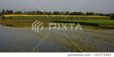 Summer tradition Large yellow sunflower field 2 Summer tradition Large yellow sunflower field 2 101575463