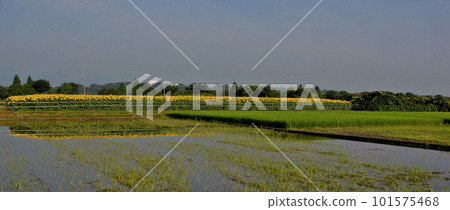 Summer tradition Large yellow sunflower field 6 Summer tradition Large yellow sunflower field 6 101575468