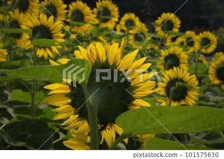炎夏特輯 黃色大向日葵 4 101575630