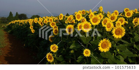 Hot summer tradition Big yellow sunflower 7 Hot summer tradition Big yellow sunflower 7 101575633