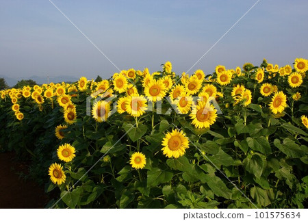 Hot summer tradition Big yellow sunflower 8 Hot summer tradition Big yellow sunflower 8 101575634