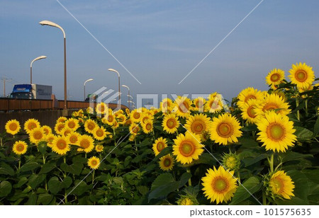 炎炎夏日特色大黃向日葵9 炎炎夏日特色大黃向日葵9 101575635
