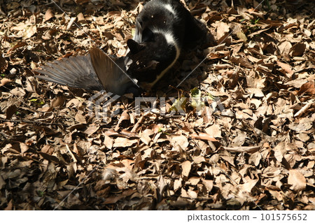 Agile cat attacking pigeons Agile cat attacking pigeons 101575652