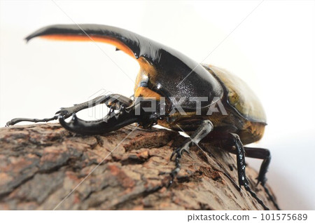 Hercules Beetle Hercules Hercules On a tree White background 101575689