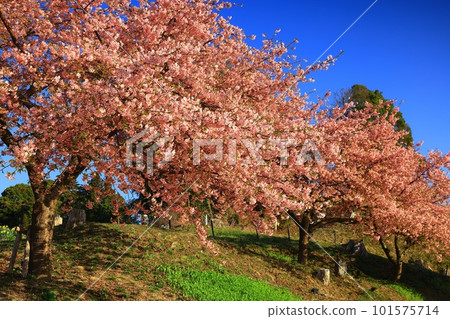 Kawazu cherry blossoms in the blue sky Kawazu cherry blossoms in the blue sky 101575714