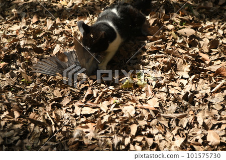 Agile cat attacking pigeons Agile cat attacking pigeons 101575730