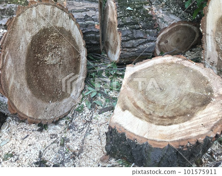 Deforesattion as environmental issue. Tree stump. Concrete drainage pipes for construction Deforesattion as environmental issue. Tree stump. Concrete drainage pipes for construction 101575911