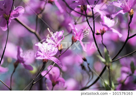 Rhododendron dilatatum flowers Mid-April 101576163