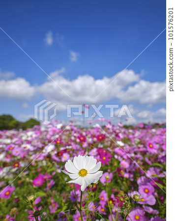 Cosmos shining in the blue sky Cosmos shining in the blue sky 101576201