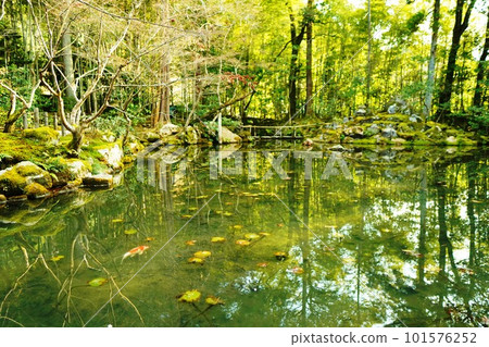 Koi swimming in a green pond Koi swimming in a green pond 101576252
