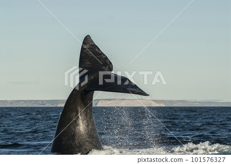 Southern right whale,jumping behavior,  101576327